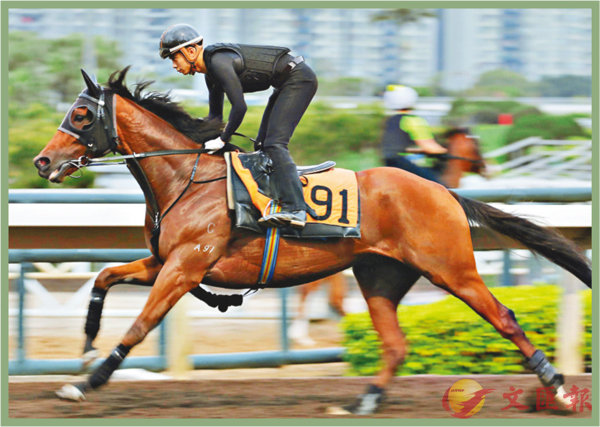 香港賽馬，探索數(shù)字背后的激情與榮耀，香港賽馬，數(shù)字背后的激情與榮耀之旅