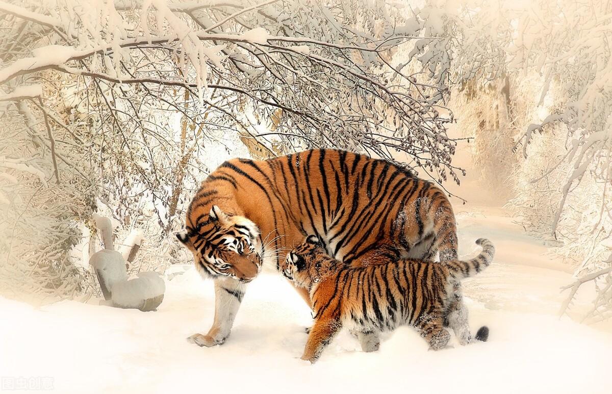 揭秘十二生肖之王，20一肖動物圖王中王，揭秘十二生肖之王，揭秘圖王中的動物之王