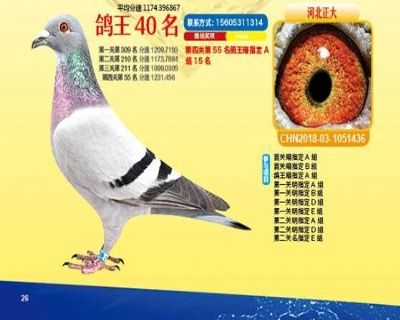 王中王四馬一肖，探尋背后的故事與奧秘，王中王四馬一肖，背后的故事與奧秘探尋