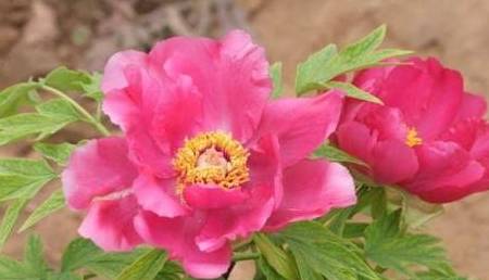 揭秘生肖之王，生活幽默王中王解一生肖的獨(dú)特魅力，揭秘生肖之王，幽默王中王解讀生肖獨(dú)特魅力