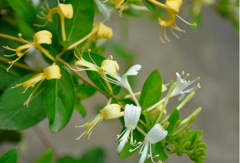 狀元紅97049精準(zhǔn)資料，深度解析與探索，狀元紅97049精準(zhǔn)資料深度解析與探索揭秘