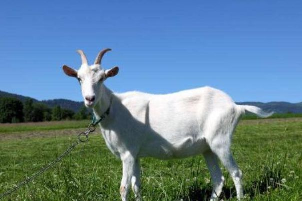 今晚澳門開三肖兔羊蛇，探索生肖運(yùn)勢(shì)與風(fēng)水預(yù)測(cè)的魅力，生肖運(yùn)勢(shì)與風(fēng)水預(yù)測(cè)探索，兔羊蛇今晚在澳門展現(xiàn)魅力