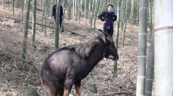 白小姐四不像王中王一肖，神秘傳奇與SEO解讀，白小姐四不像王中王一肖，神秘傳奇與SEO揭秘