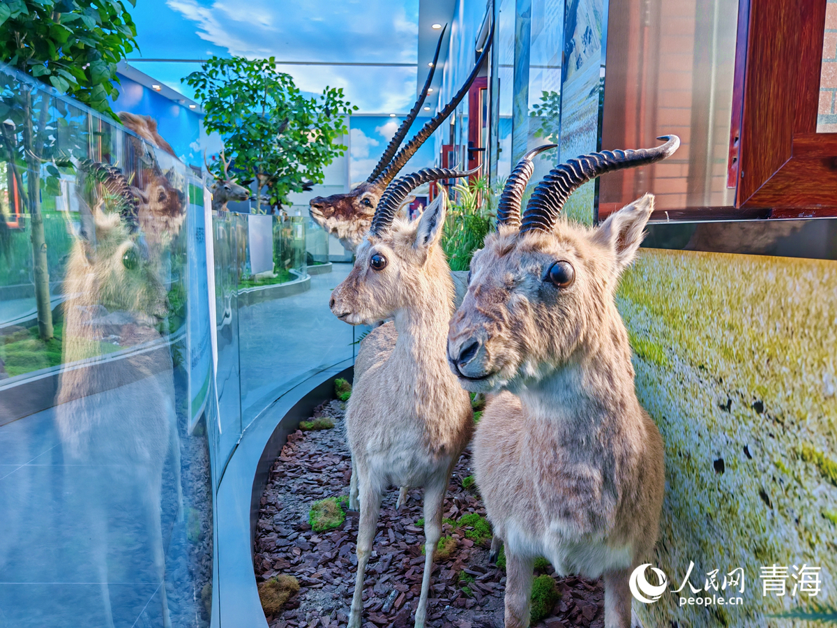 王中王四不像圖必中一肖——揭秘彩票背后的秘密，揭秘彩票背后的秘密，王中王四不像圖必中一肖的真相探索