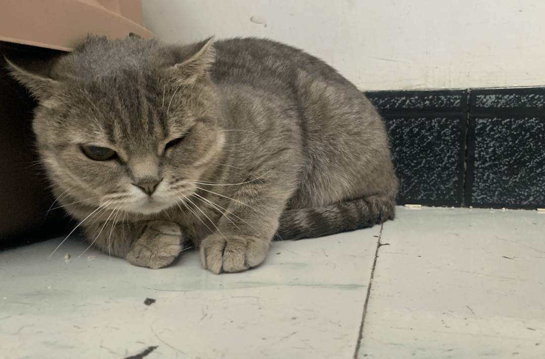 澳門一碼一肖一待一中四不像，探索與解析，澳門一碼一肖一待一中四不像，深度解析與探索