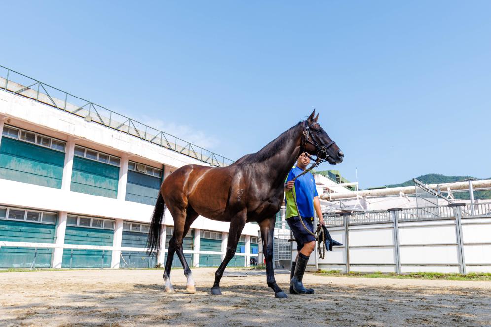 香港賽馬，77777與88888的激情碰撞，香港賽馬盛宴，激情碰撞的77777與88888對(duì)決
